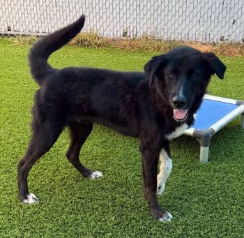 Ghoul -  Mixed Breed Dog for Adoption in Frankfort, Kentucky - Ghoul | PetCurious