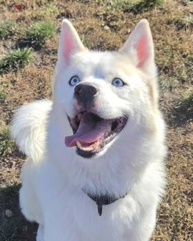Falkor -  Siberian Husky Dog for Adoption in Salem, Oregon - Falkor | PetCurious