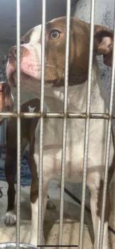 SPAGHETTI -  Pit Bull Terrier Dog for Adoption in Indianapolis, Indiana - SPAGHETTI | PetCurious
