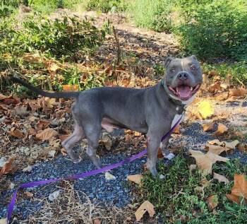 Bluey -  American Staffordshire Terrier Dog for Adoption - Bluey | PetCurious