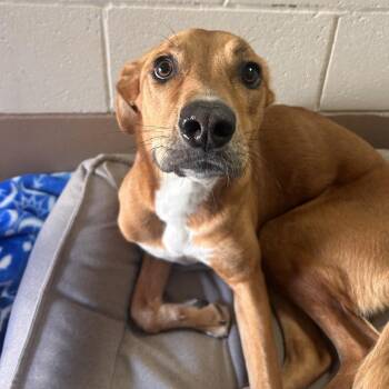 Vizsla and Hound Dogs Available for Adoption in Reno, Nevada - Lady | PetCurious