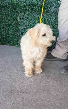 61729682 -  Miniature Poodle and Mixed Breed Dog for Adoption in El Paso, Texas - 61729682 | PetCurious