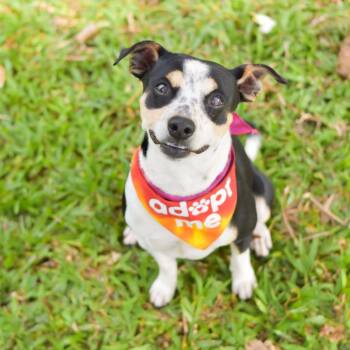 Mixed Breed Dogs Available for Adoption in Kailua-kona, Hawaii - Dodger | PetCurious