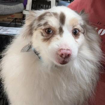 Pomeranian Dogs Available for Adoption in Houston, Texas - Bertha | PetCurious