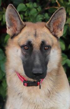 Rescue German Shepherd Dog Dogs for Adoption in Los Angeles, California - *Otto Von Poschiavo | PetCurious