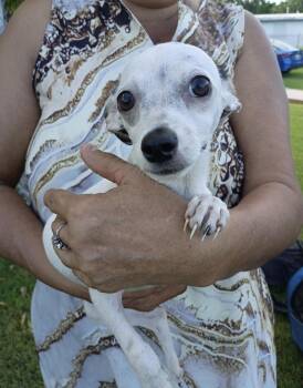 DOROTHY -  Chihuahua and Terrier Dog for Adoption - DOROTHY | PetCurious