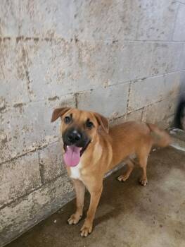Bitsy -  German Shepherd Dog Dog Available for Adoption in El Centro, California - Bitsy | PetCurious