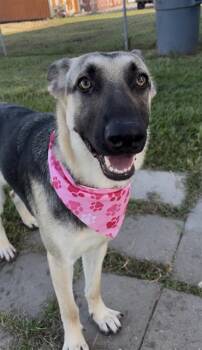 NATALIA -  German Shepherd Dog Dog for Adoption in Rosenberg, Texas - NATALIA | PetCurious