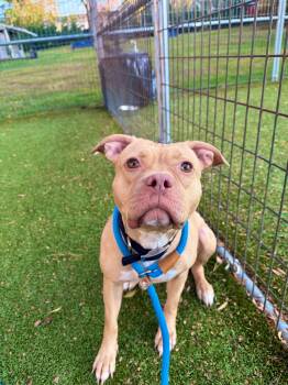 Rescue Mixed Breed Dogs for Adoption in Media, Pennsylvania - Peanut | PetCurious