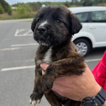 Saint Bernard Dogs Available for Adoption in Marshall, Texas - MPAC-Stray-3344_2_3_4 | PetCurious