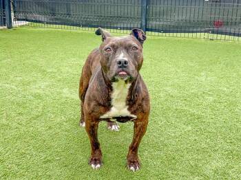 Pit Bull Terrier and Mixed Breed Dogs Available for Adoption in Tustin, California - KIKI | PetCurious