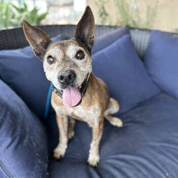 Rescue Shepherd Dogs for Adoption in Ramona, California - Canelito | PetCurious