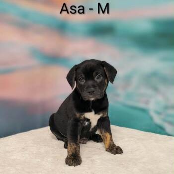 Asa -  Collie and Mixed Breed Dog for Adoption in Griswold, Connecticut - Asa | PetCurious