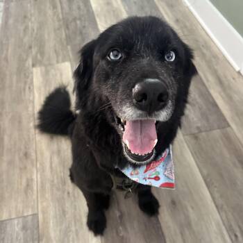 Polo -  Flat Coated Retriever Dog for Adoption in Columbia, South Carolina - Polo | PetCurious