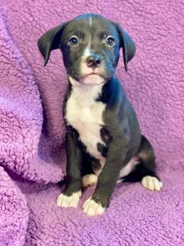 Labrador Retriever and Terrier Dogs Available for Adoption in Urbandale, Iowa - Trudy | PetCurious