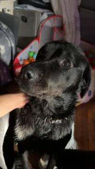 Wednesday -  Rottweiler Dog Available for Adoption in Binghamton, New York - Wednesday | PetCurious