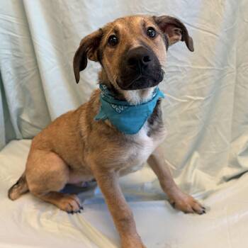 Snap -  Mixed Breed Dog for Adoption in Canal Winchester, Ohio - Snap | PetCurious