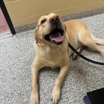 River Lucas -  Mixed Breed Dog for Adoption in Cheyenne, Wyoming - River Lucas | PetCurious