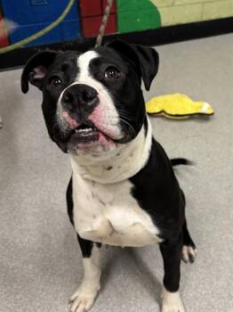 American Bulldog Dogs Available for Adoption - SWEETY | PetCurious