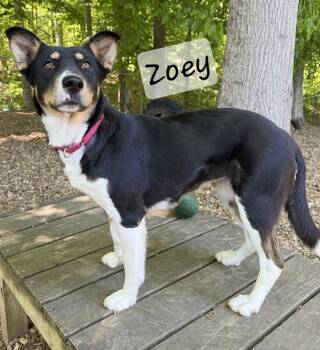 Husky Dogs Available for Adoption in Prince Frederick, Maryland - Zoey | PetCurious