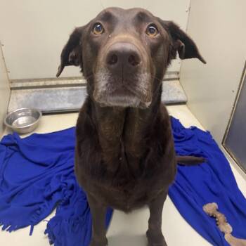 WAGS-Stray-23338 -  Chocolate Labrador Retriever Dog for Adoption in Westminster, California - WAGS-Stray-23338 | PetCurious