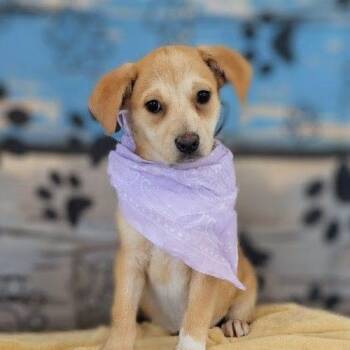 Labrador Retriever and Mixed Breed Dogs Available for Adoption - Ivory | PetCurious