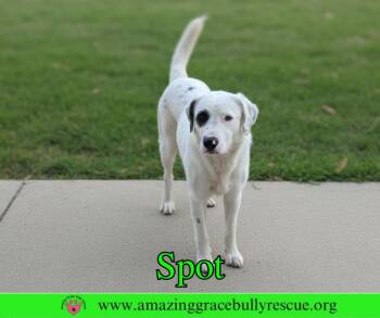 Great Pyrenees Dogs Available for Adoption in Pensacola, Florida - Spot | PetCurious