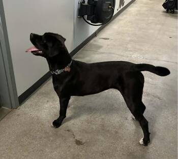 ChiChi -  Cane Corso Dog for Adoption in South Kingstown, Rhode Island - ChiChi | PetCurious
