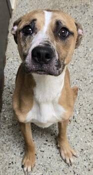 Veronica -  Boxer and Mixed Breed Dog for Adoption in Saint Clairsville, Ohio - Veronica | PetCurious