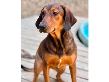 Kiowa (CA) -  Black And Tan Coonhound Dog for Adoption - Kiowa (CA) | PetCurious