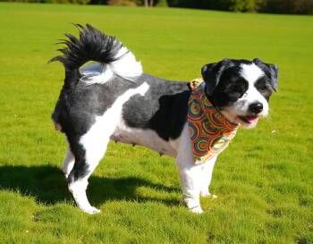 Rescue Shih Tzu and Pomeranian Dogs for Adoption in Pulaski, Tennessee - Maleen | PetCurious