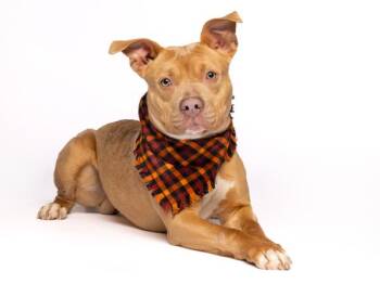 Pit Bull Terrier Dogs Available for Adoption - Butterscotch | PetCurious