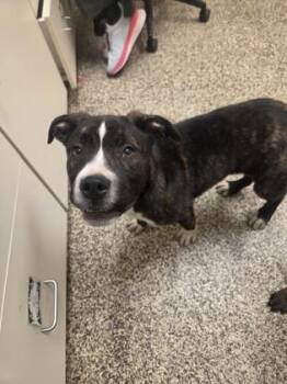 Pit Bull Terrier and Mixed Breed Dogs Available for Adoption in Westland, Michigan - Diesel | PetCurious
