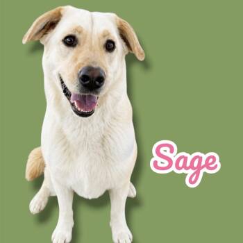 Sage -  Yellow Labrador Retriever Dog for Adoption in Scottsdale, Arizona - Sage | PetCurious