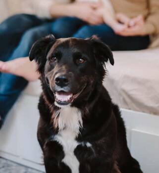 Courtesy listing - Birdie -  Border Collie Dog for Adoption in Bend, Oregon - Courtesy Listing - Birdie | PetCurious