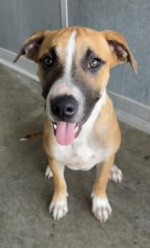 Rescue Pit Bull Terrier Dogs for Adoption in Baytown, Texas - POT ROAST | PetCurious