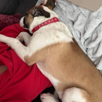 Milo D71320 -  Boxer and Mixed Breed Dog for Adoption in Minnetonka, Minnesota - Milo D71320 | PetCurious