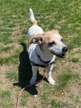 DAISY -  Parson Russell Terrier and Chihuahua Dog Available for Adoption in Methuen, Massachusetts - DAISY | PetCurious