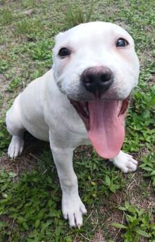 Pit Bull Terrier Dogs Available for Adoption in Panama City, Florida - Gigi | PetCurious