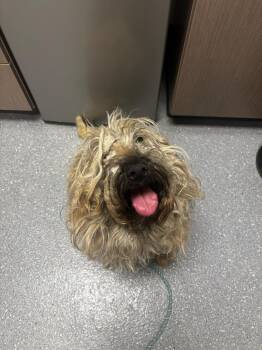 Poodle Dogs Available for Adoption - Libby | PetCurious