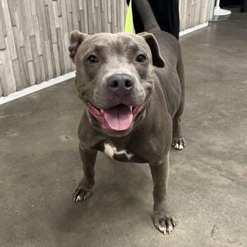 Sophie -  Terrier Dog for Adoption in Tampa, Florida - Sophie | PetCurious