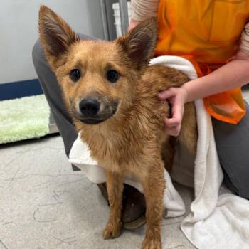 Mixed Breed Dogs Available for Adoption - Beau | PetCurious