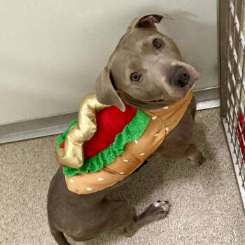 Mixed Breed Dogs Available for Adoption in Ballston Spa, New York - Lucy | PetCurious