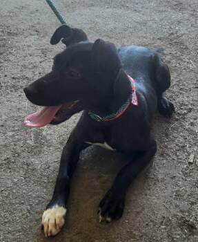 Kristin -  Labrador Retriever Dog for Adoption in Little Rock, Arkansas - Kristin | PetCurious