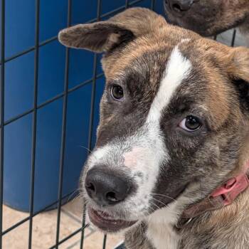 Stella -  Husky and Shepherd Dog for Adoption in Lakeland, Florida - Stella | PetCurious