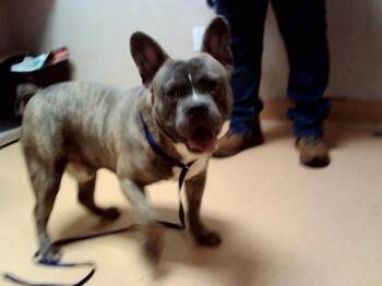 BOLOGNA -  French Bulldog and Mixed Breed Dog for Adoption in Martinez, California - BOLOGNA | PetCurious