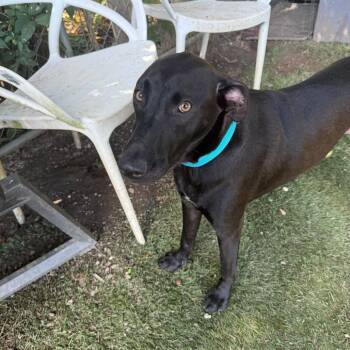 Zeus -  Mixed Breed Dog for Adoption in Pleasant Valley, New York - Zeus | PetCurious