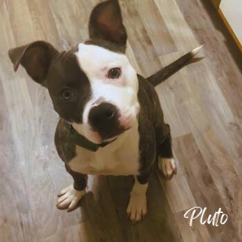 Rescue Pit Bull Terrier Dogs for Adoption in Janesville, Wisconsin - Pluto (Courtesy Post) | PetCurious