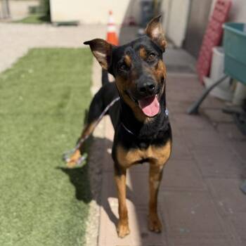 Goliath -  Doberman Pinscher and Mixed Breed Dog for Adoption in Bullhead City, Arizona - Goliath | PetCurious