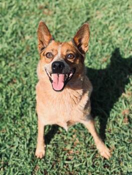 Calliope -  Australian Cattle Dog Blue Heeler Dog for Adoption in Mckenzie, Tennessee - Calliope | PetCurious